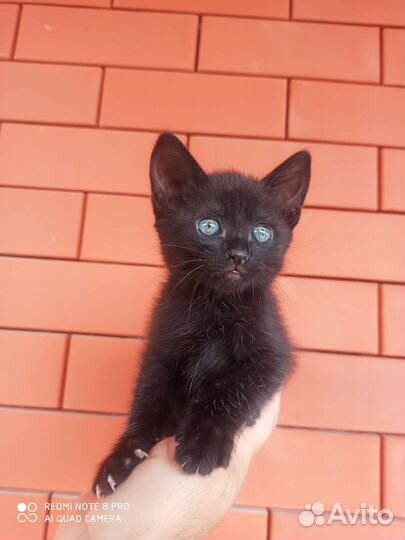 Кошка в дар бесплатно