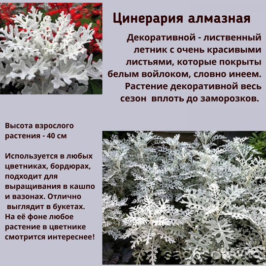 Цинерария алмазная