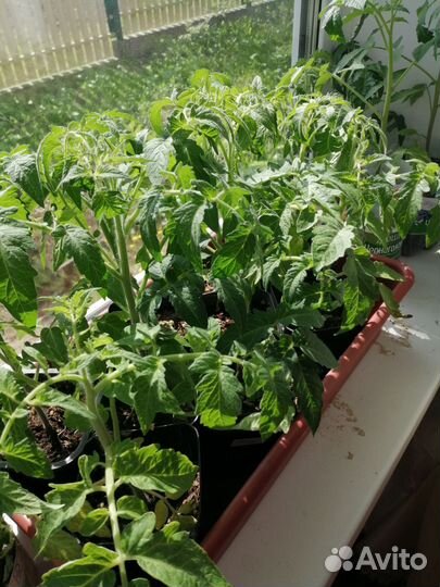 Рассада помидор