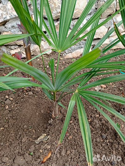 Пальма трахикарпус