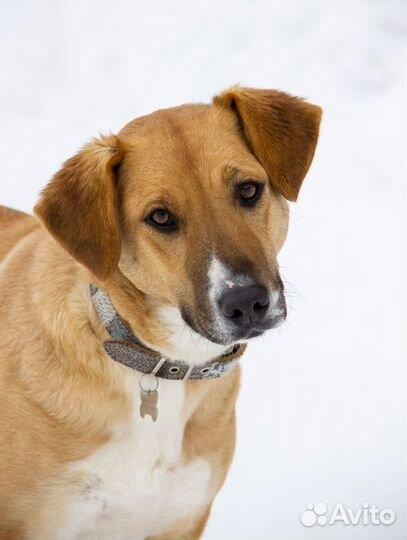 Собака Жужа