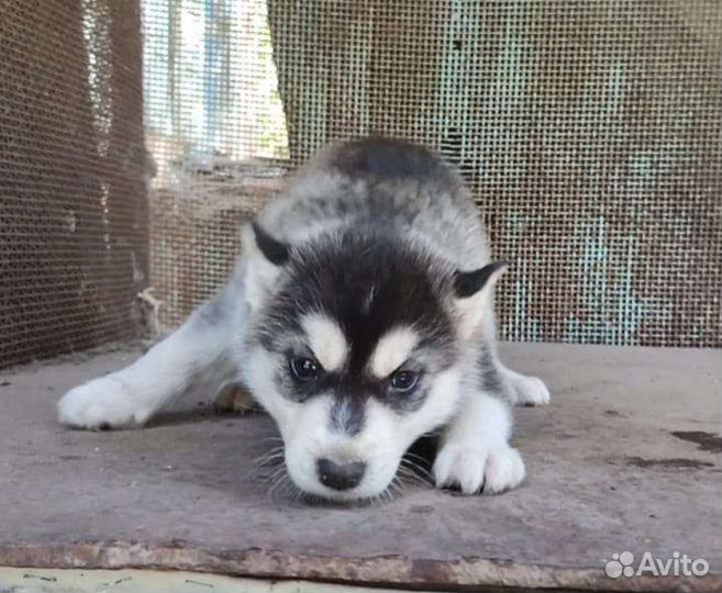 Щенки хаски