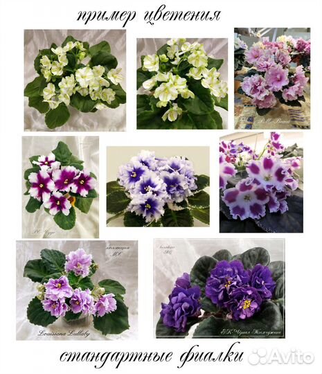 Сортовые фиалки