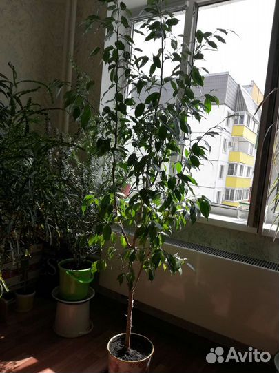 Фикус бенджамина большой