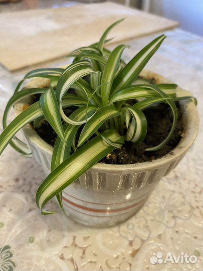 Комнатные растения