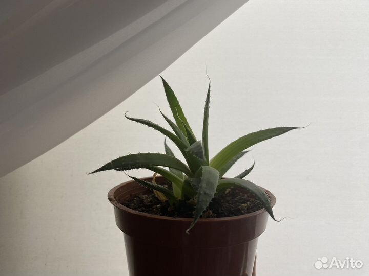 Алоэ карликовый