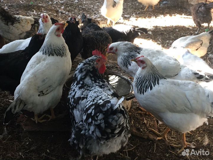 Куры несушки