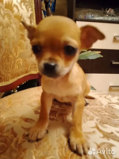 Щенки чихуахуа супер мини