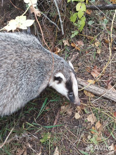 Жир барсука