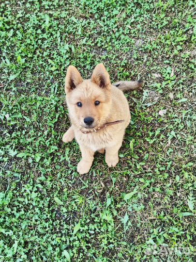 Собака в добрые руки щенок