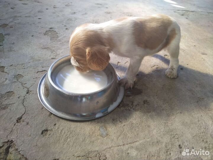 Щенки кокер-спаниель