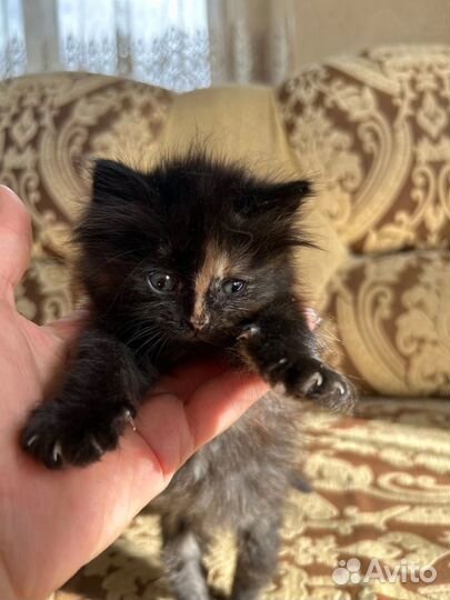 Британская кошка