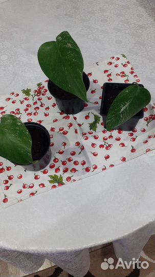 Комнатные цветы монстера альба. вариегатная