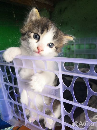 Котенок в добрые руки