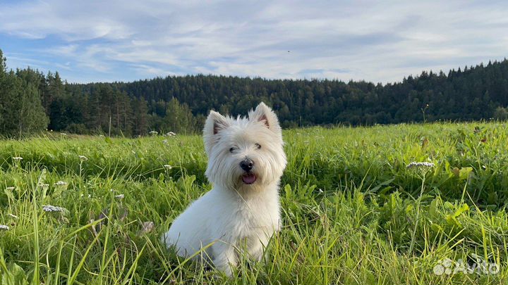 Вязка Кобель Вест Хайленд Вайт Терьер