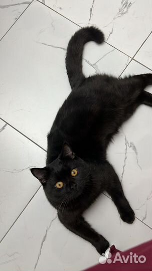 Коты для вязки