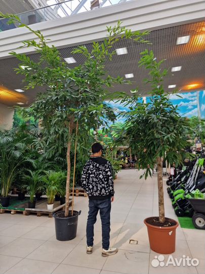 Фикус Амстел Кинг Дерево Крупномер