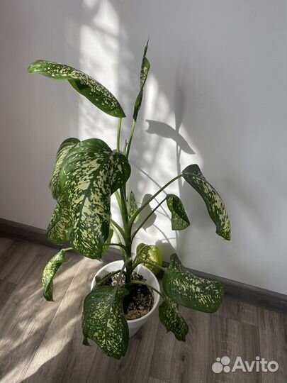 Диффенбахия