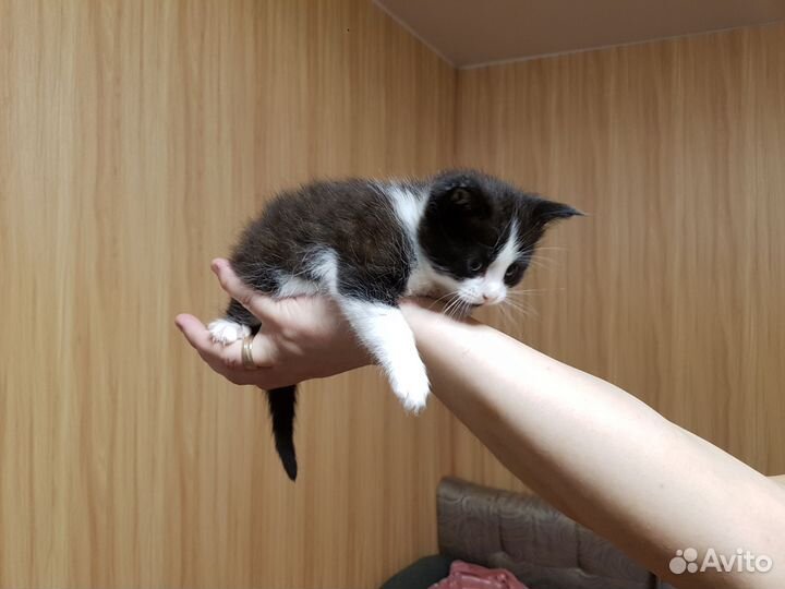 Отдам котят в наидобрейшие руки