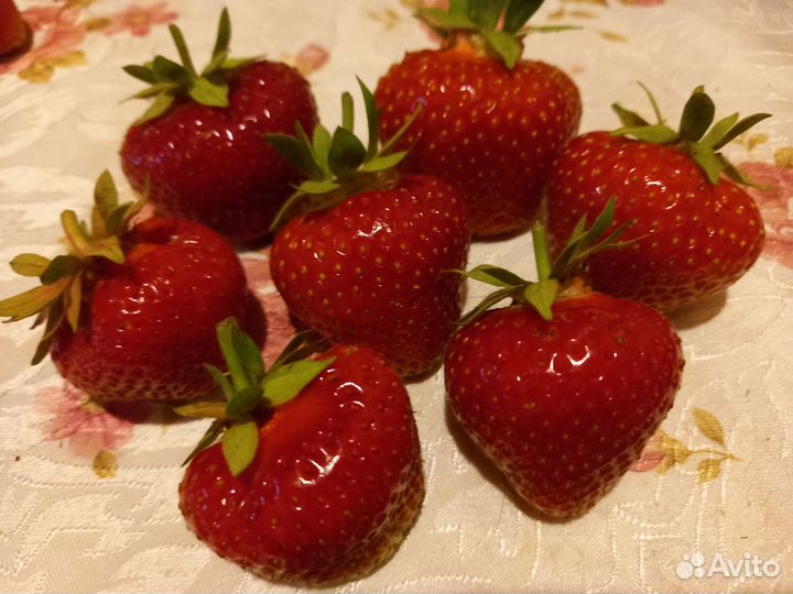 Рассада клубники