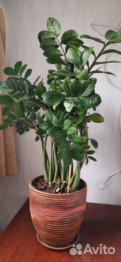 Зомиакулькас