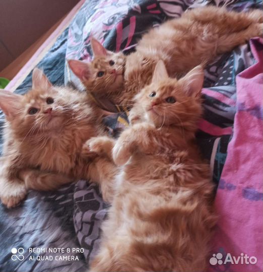 Котята мейн-кун 6 мальчиков и 6 девочек