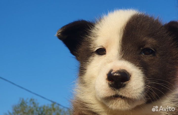 Озорная красотка