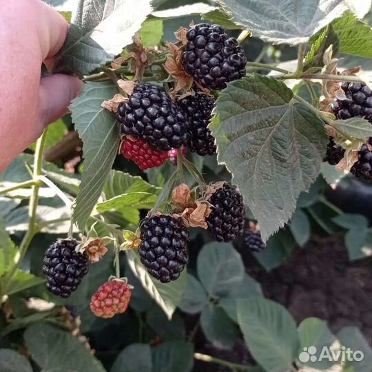 Саженцы ежевики садовой сортовой