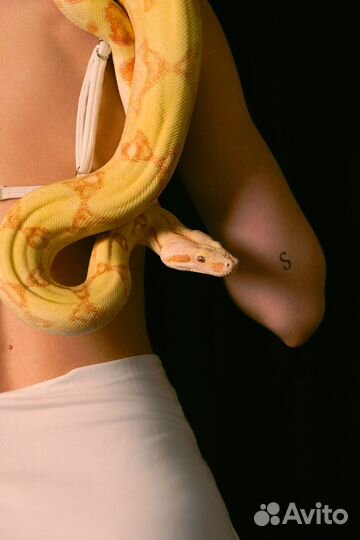 Аренда змей для фотосессий