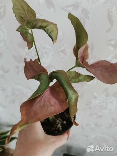 Сингониумы, Филодендроны, Монстера, Ледебурия