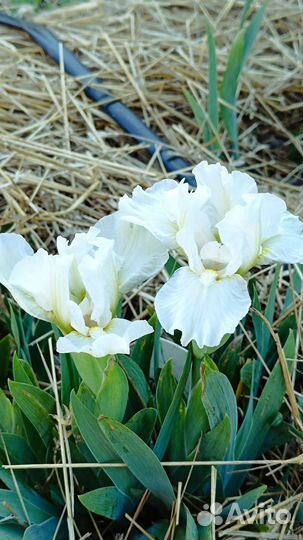 Ирисы бородатые карликовые (SDB)