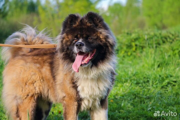 Тайм в Добрые Руки