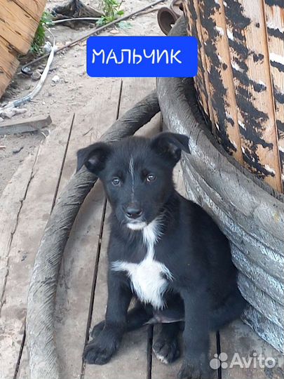 Щенок в добрые руки