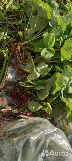 Рассада клубники