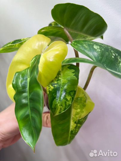 Филодендроны Бурле Маркс