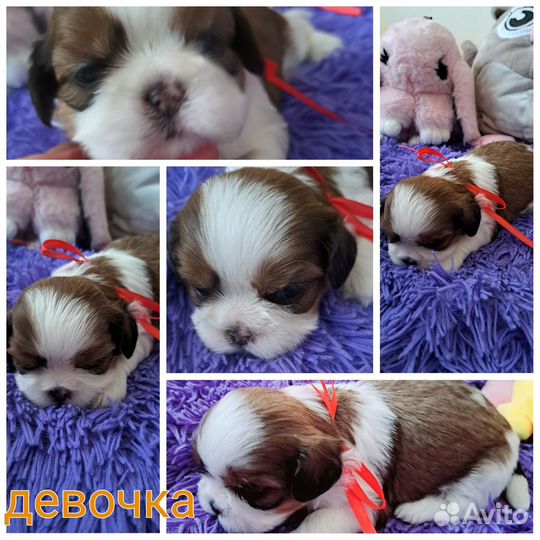 Щенки ши-тцу, бронь