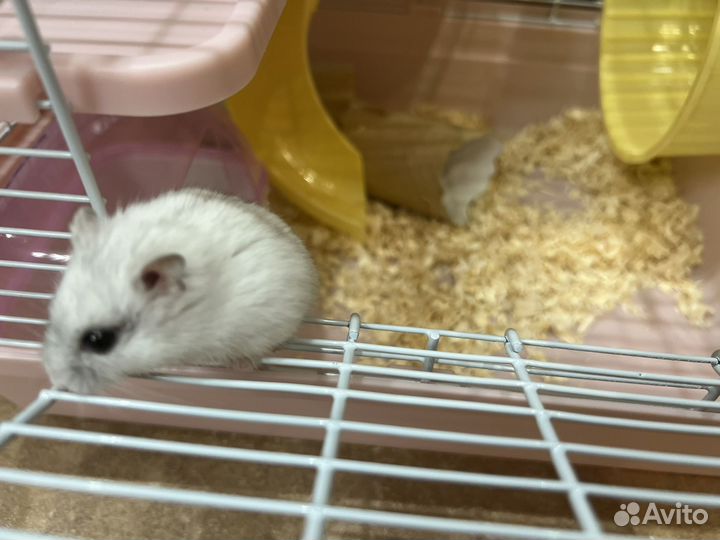 Джунгарские хомячки с клеткой