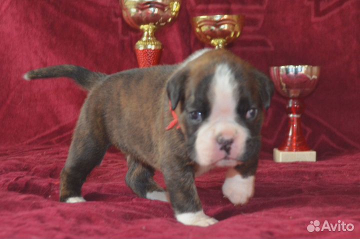 Боксерятки