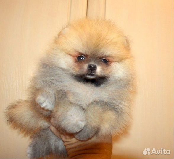 Померанский шпиц кукольныны малыши разных окрасов
