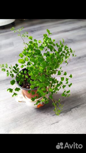 Адиантум венерин волос