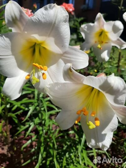 Лилии белые королевские