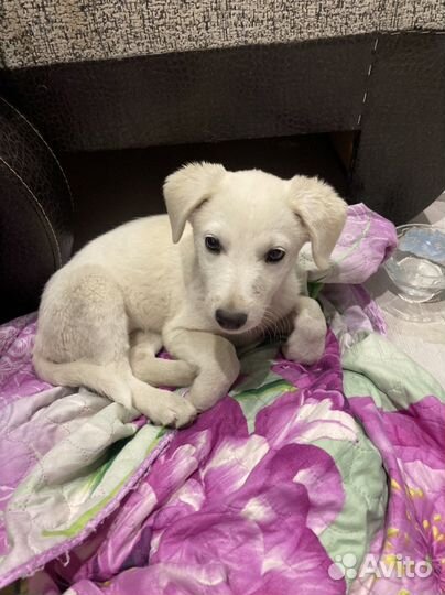 Красивая девочка