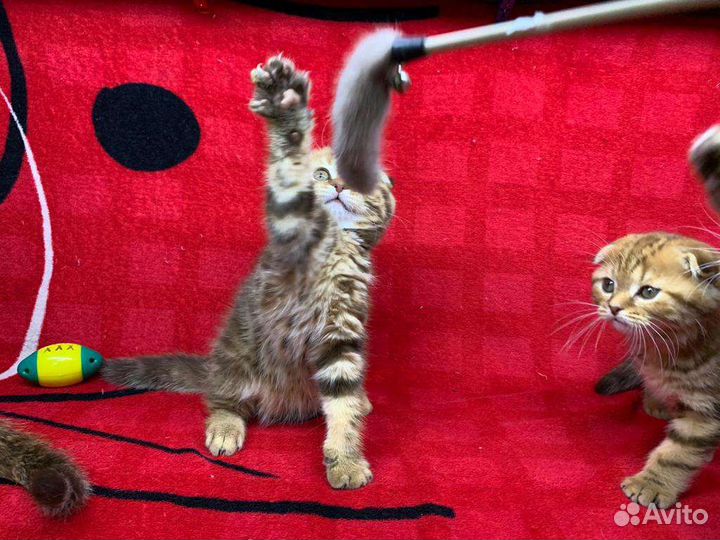 Шотландские вислоухие котята мраморные