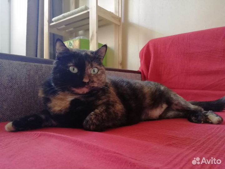 Петюня - красотюня