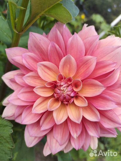 Георгины клубни