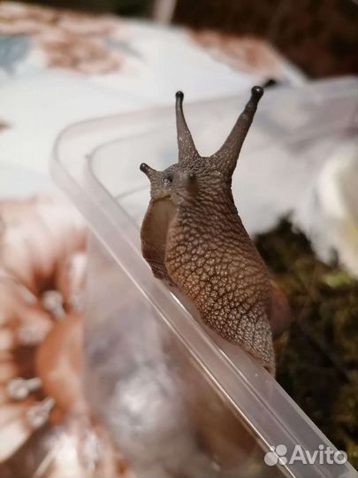 Улитки,мокрицы Porcellio laevis Orange