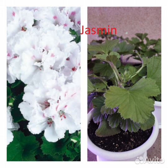 Пеларгония герань