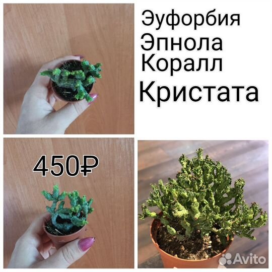 Суккуленты