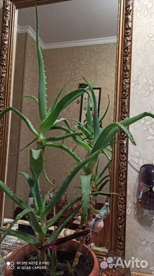 Цветок алоэ