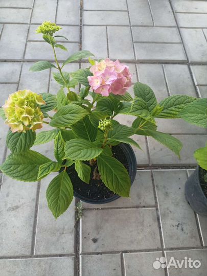 Гортензия крупнолистная разные сорта